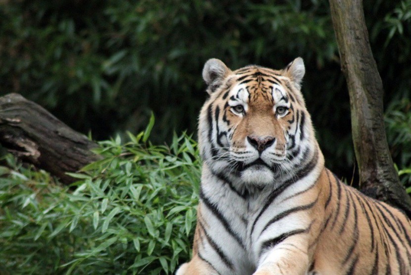 WWF Kampanye #30Claps Untuk Harimau Sumatra | Leuser Conservation