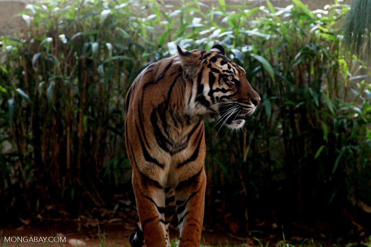 Ternyata, Harimau Sumatera Masih Ada di Ogan Komering Ilir