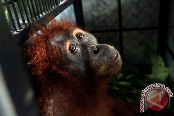 Evakuasi Orangutan Sumatera