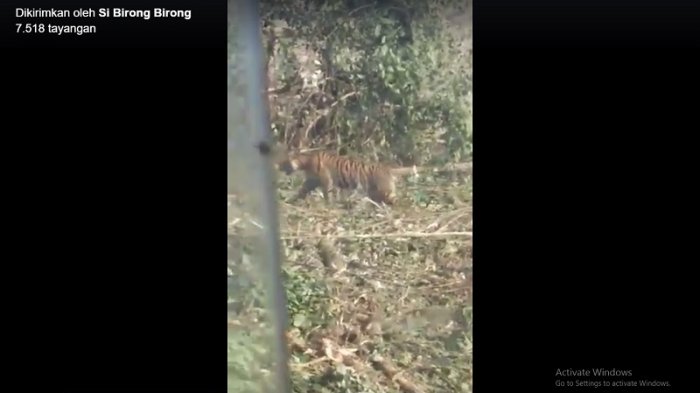 VIDEO : Kemunculan Harimau Sumatera di Sorek, Hampir Menerkam Seorang Pekerja Chainsaw