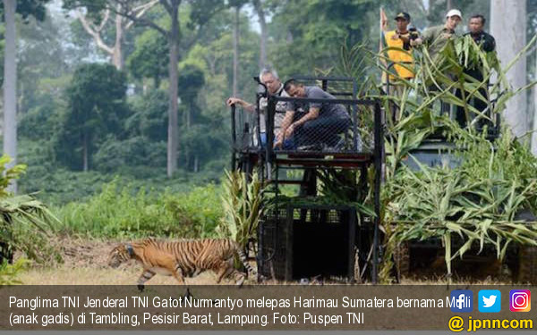 Anak Harimau Sumatera dilepasliarkan Oleh Panglima TNI