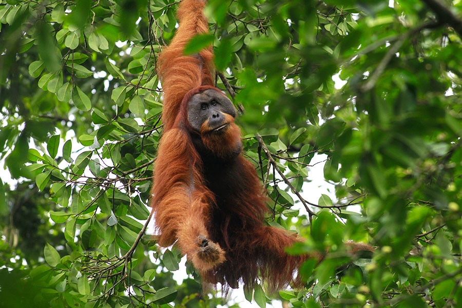 Stasiun Riset Ketambe, Bukan Orangutan Sumatera Saja yang Bisa Diteliti