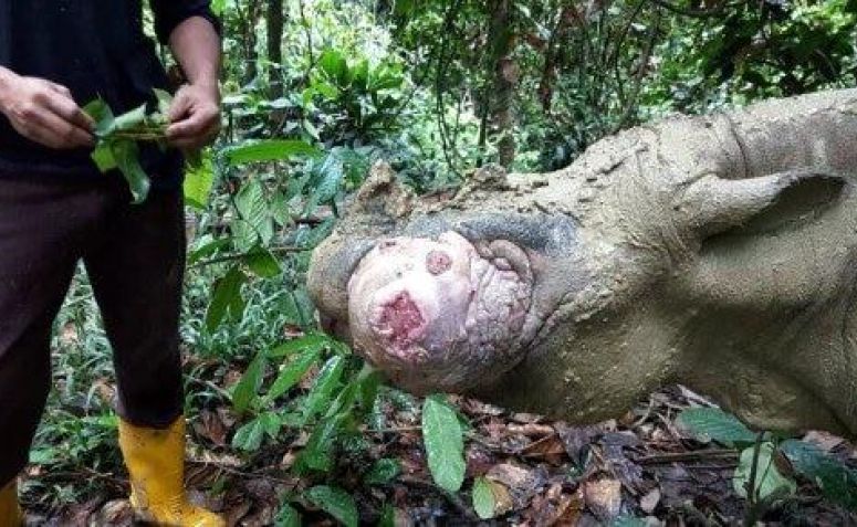 Seekor Badak Sumatera disuntik Mati Karena Derita Kanker Kulit
