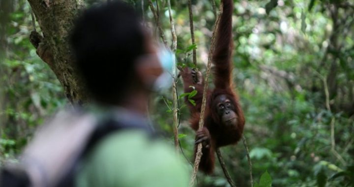 BKSDA lepasliarkan Orangutan ke Cagar Alam Jantho