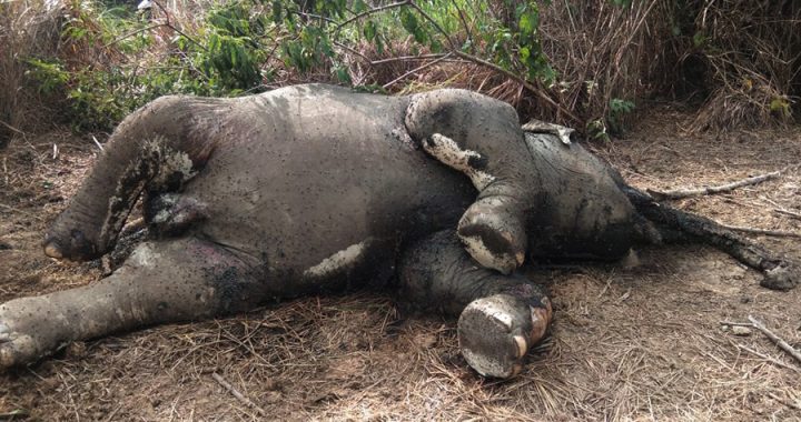 Lagi, Gajah Sumatera Mati di Areal Kebun Sawit Aceh Timur