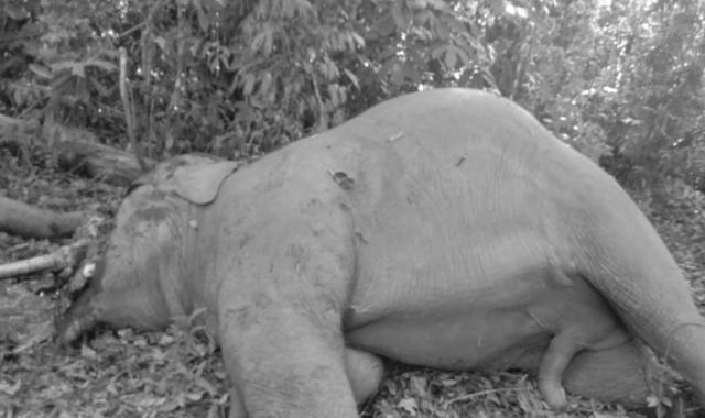 Seekor Gajah Sumatera di Riau Ditemukan Mati dengan Kepala Tercincang