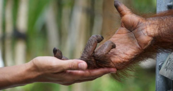 Orangutan Terpaksa Di-Lockdown untuk Antisipasi Bahaya Corona