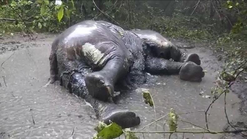 Gajah betina yang ditemukan mati dan sudah membusuk di Pidie, Aceh. (Foto: iNews/Jamal Pangwa)