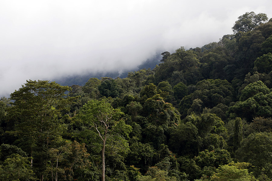 Hutan Leuser tempat hidupnya sejumlah satwa liar dilindungi, termasuk gajah, harimau, badak, dan orangutan sumatera. Foto: Junaidi Hanafiah/Mongabay Indonesia