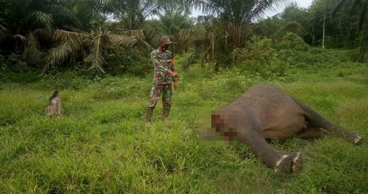 Menanti Terungkapnya Kasus Gajah Mati Tanpa Kepala di Aceh Timur
