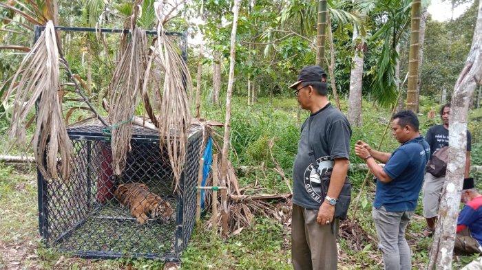 Harimau Sumatera ukuran dewasa yang terekam dicamera hanpond warga akhirnya sekarang sudah ditangkap di Desa Gunung Kapur, Kecamatan Trumon, Kabupaten Aceh Selatan, Rabu (10/11/2021). FOR SERAMBINEWS.COM 