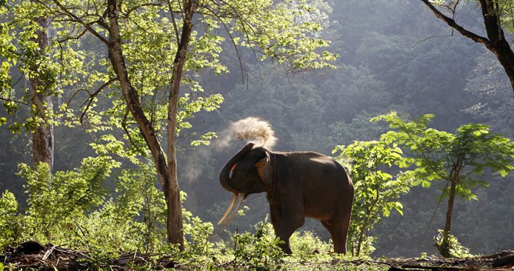 Catatan Akhir Tahun: Menanti Hukuman Maksimal untuk Pembunuh Gajah Tanpa Kepala di Aceh Timur