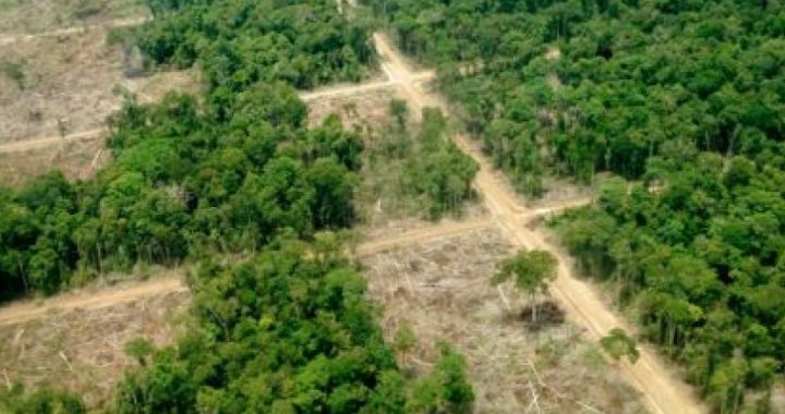 Jurnal Celebes: Deforestasi Hutan Sulsel Capai 66.158 Hektare