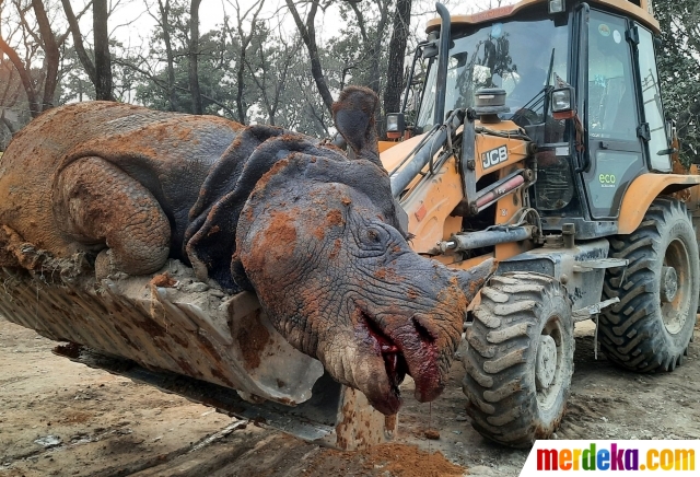 Alat berat saat mengevakuasi badak bercula satu yang mati setelah jatuh ke drainase yang sedang dibangun di Tikauli.  ©2022 REUTERS/Anil Dhakal