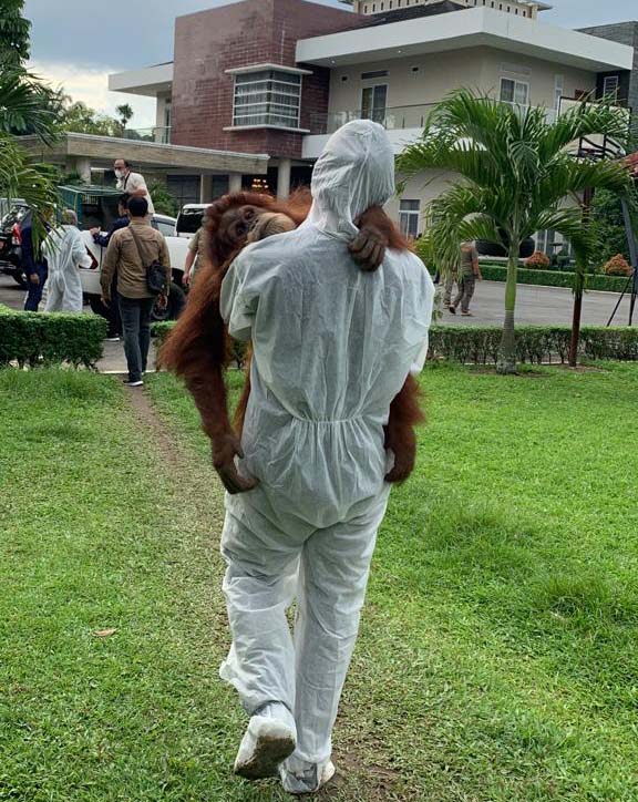 Orangutan saat dikeluarkan dari rumah Bupati Langkat non aktif, Terbit R Perangin angin. Foto: Yayasan Orangutan Sumatera Lestari-Orangutan Information Center (YOSL-OIC)