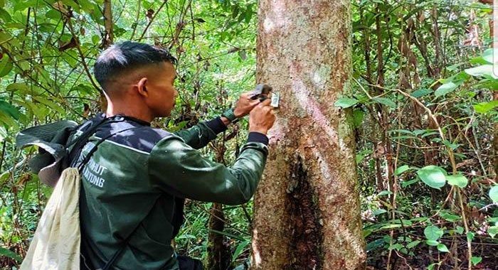 Yayasan Palung Paparkan Kualitas Habitat Orangutan di Kawasan Hutan Desa Binaan