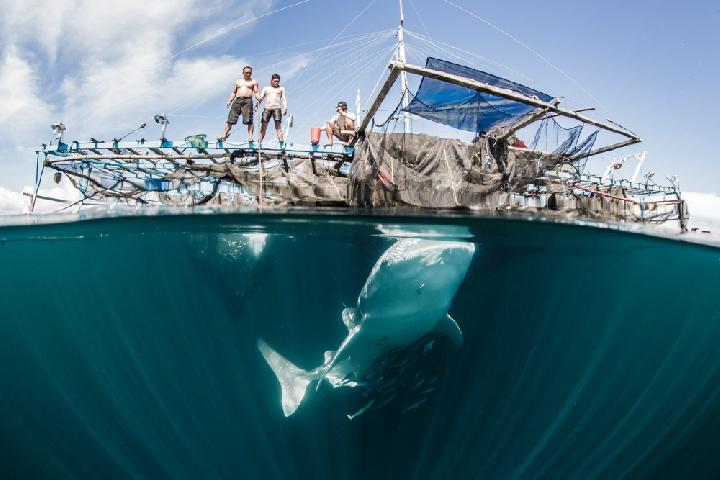 Seekor hiu paus sedang memakan ikan-ikan kecil yang lolos dari jaring di bawah bagan milik nelayan. Foto: @Shawn Heinrichs