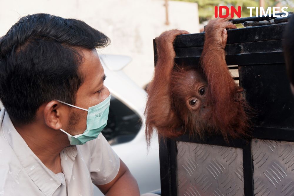 [ilustrasi] Sapto, Orangutan anakan yang berhasil dievakuasi oleh petugas Yayasan Orangutan Sumatera Lestari-Orangutan Information Centre (YOSL-OIC) dari pemukiman di kawasan Gampong Paya, Kecamatan Blangpidie, Kabupaten Aceh Barat Daya (Abdya), Nanggroe Aceh Darussalam. Selasa (22/1/2019) lalu. (IDN Times/Prayugo Utomo)