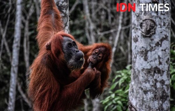 Penjual Orangutan Divonis Ringan, GJI: Ini Hukuman yang Bercanda