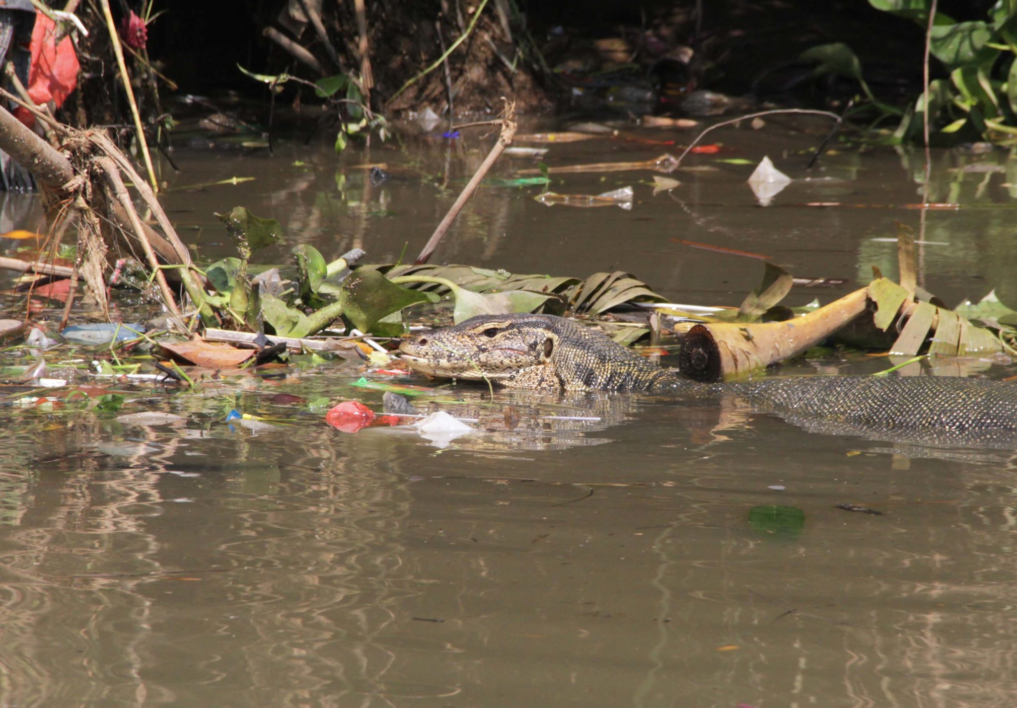 Seekor biawak (Varanus) muncul diantara timbulan sampah yang mencemari Kali Adem, Penjaringan, Jakarta Utara. Foto: Falahi Mubarok/Mongabay Indonesia
