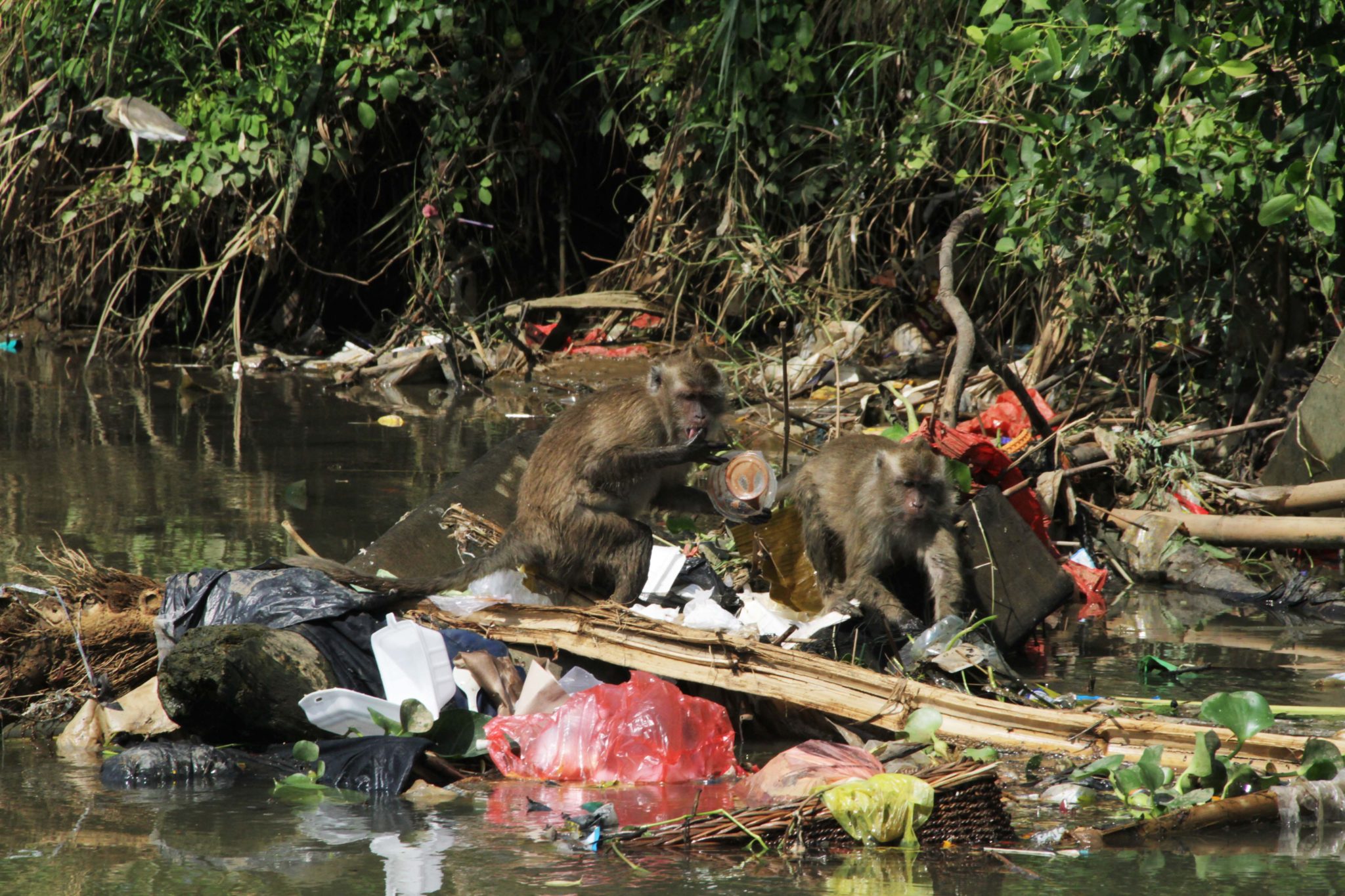 Timbulan sampah yang mencemari sungai maupun lautan selain berdampak buruk terhadap kesehatan satwa juga bisa menjeratnya. Foto: Falahi Mubarok/Mongabay Indonesia  