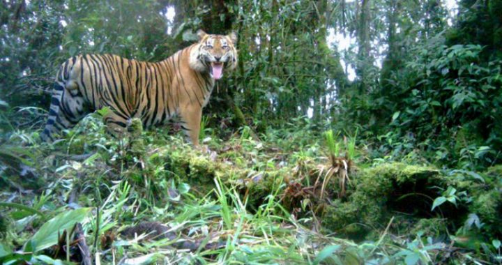 Global Tiger Day: Jalan Panjang Menyelamatkan Harimau Sumatera