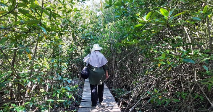Merawat Hutan Mangrove Pangkalan Jambi, Konservasi dan Sumber Ekonomi Masyarakat