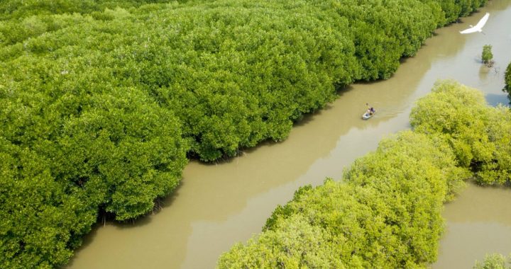 BRGM: Rehabilitasi Mangrove Bukan Pekerjaan Mudah