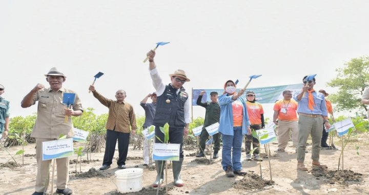 Upaya Kurangi Dampak Pemanasan Global, Jutaan Bibit Mangrove Ditanam di Pesisir Utara Subang