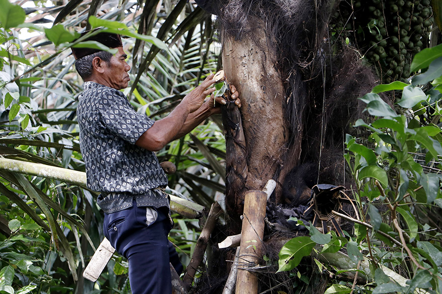 Pohon aren di hutan sedang disadap tandan buahnya untuk diambil air niranya sebagai bahan utama pembuatan gula. Foto: Junaidi Hanafiah/Mongabay Indonesia  