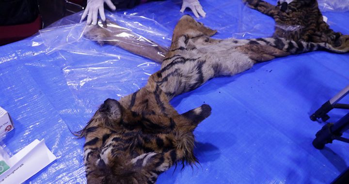 Hakim Tolak Gugatan Praperadilan Tersangka Penjual Kulit Harimau