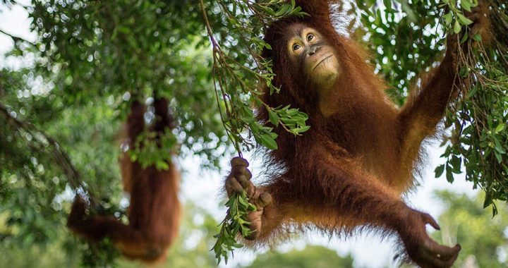 Menyelamatkan Orangutan Kalimantan Harus Melindungi Habitatnya