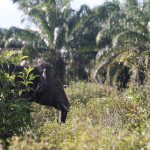 Memahami Perilaku Gajah Tunggal yang Sering Jadi Korban Konflik