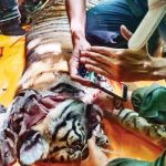 BKSDA Evakuasi Harimau Sumatera Terjerat Jaring Babi