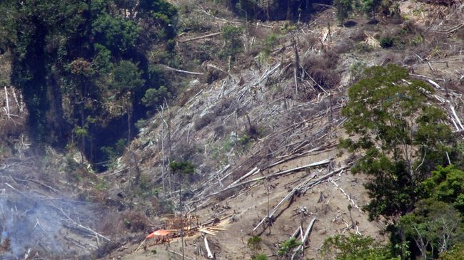 Para perambah hutan di kawasan TNKS kini menjadi mitra untuk melakukan konservasi hutan di Sumatera Barat hingga Bengkulu. (Foto: ANTARA FOTO/Iggoy el Fitra)