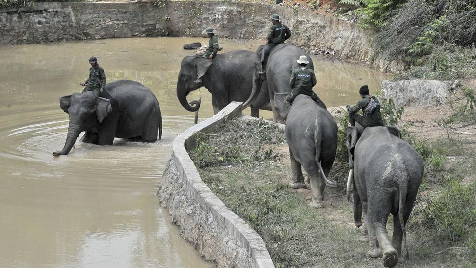 Hampir 70 persen habitat Gajah Sumatera berada di luar kawasan konservasi. Celakanya, lahan pertanian dan perkebunan yang dikelola manusia merupakan hijauan tanaman favorit gajah seperti sawit, karet, dan palawija. (ANTARA FOTO/Wahdi Septiawan)