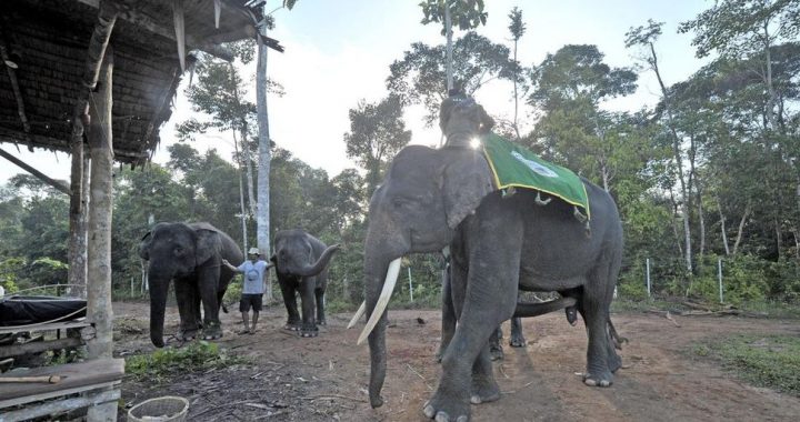 FOTO: Konservasi Gajah di Taman Nasional Bukit Tigapuluh Jambi
