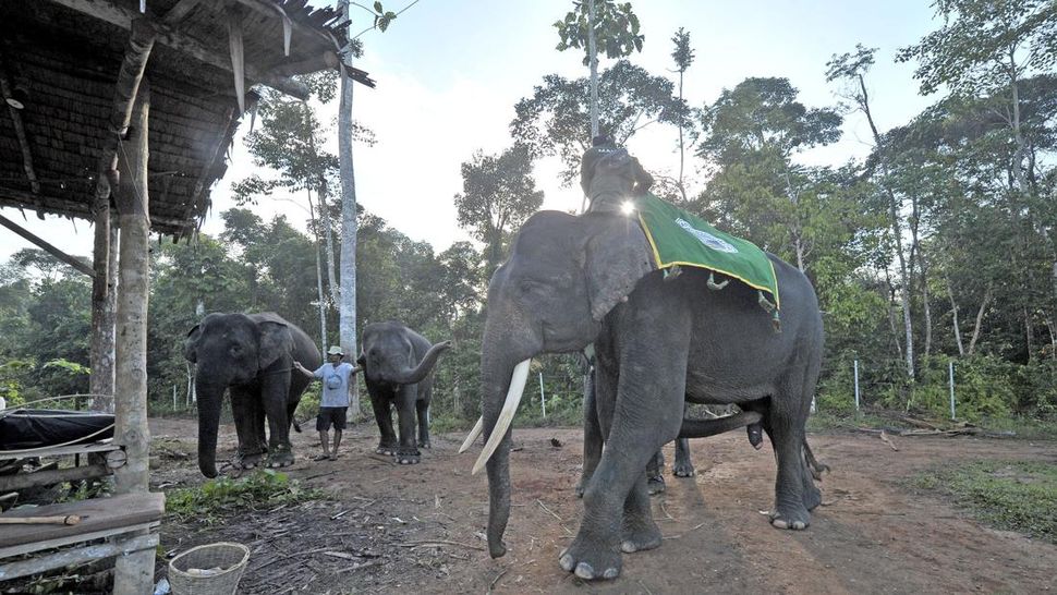 Mahout (pawang) menjaga gajah Sumatera (Elephas maximus sumatranus) jinak di Pusat Informasi Konservasi Gajah (PIKG) Tebo, Muara Sekalo, Sumay, Jambi, Sabtu (6/8). (ANTARA FOTO/Wahdi Septiawan)
