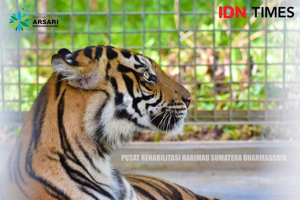 Harimau Sumatera bernama RIA menjalani masa rehabilitasi di Pusat Rehabilitasi Harimau Sumatera Dharmasraya (PR-HSD). Dok. IDN Times