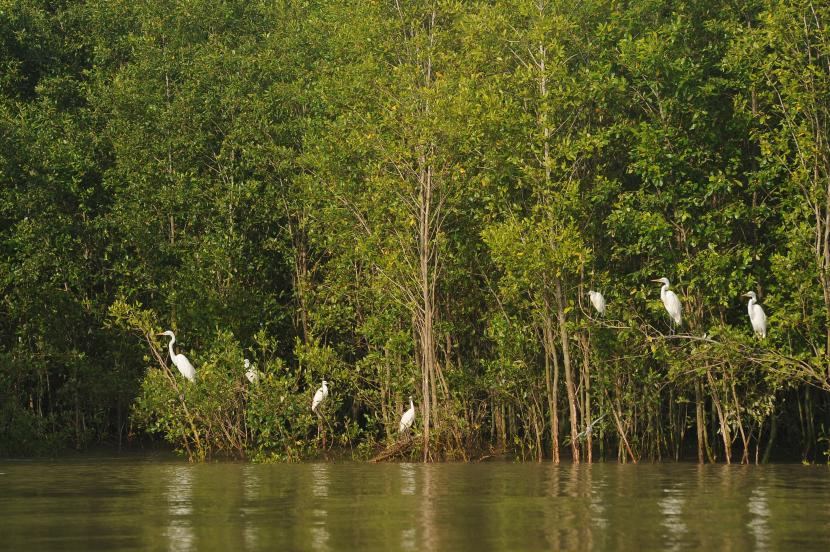 Sejumlah burung kuntul besar (Egretta alba) bertengger di ranting pepohonan mangrove Taman Nasional Sembilang Kabupaten Banyuasin, Sumsel, Senin (20/12/2021). Badan Restorasi Gambut dan Mangrove (BRGM) segera mengusahakan untuk dapat memulai rehabilitasi mangrove pada 2022 setelah disetujui anggaran belanja tambahan (ABT) untuk lahan seluas 3.548 hektare. Foto: ANTARA/Feny Selly