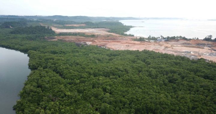 Bagaimana Nasib Kawasan Mangrove Teluk Balikpapan Kala Ada IKN Nusantara?