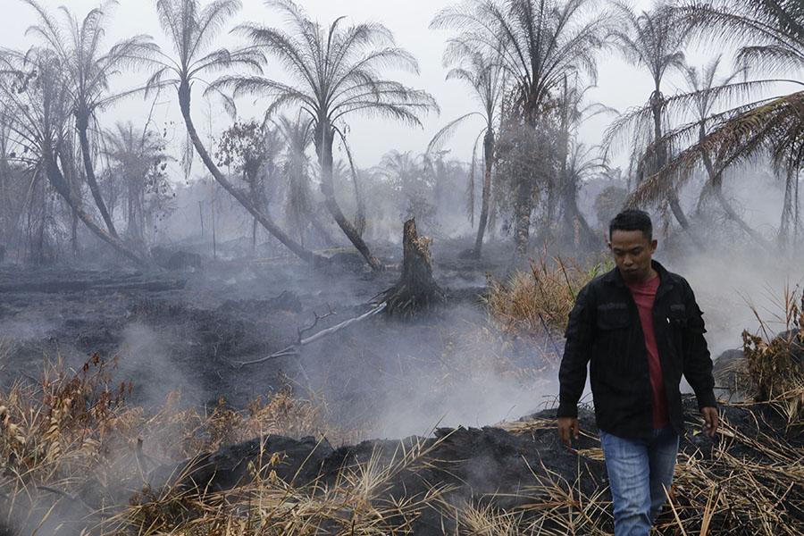 Kebakaran di lahan gambut yang jadi kebun sawit perusahaan. Foto: Junaidi Hanafiah/ Mongabay Indonesia