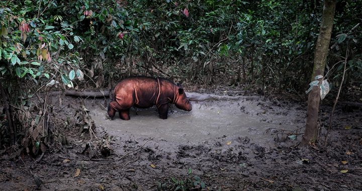 Laporan: Jumlah Badak Sumatera di Alam Liar Diperkirakan Kurang dari 50 Individu