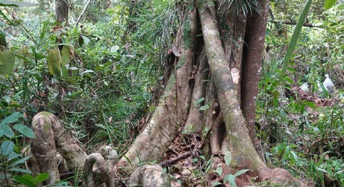 Lophopetalum tanahgambut, Spesies Baru Pohon Raksasa dari Sumatra