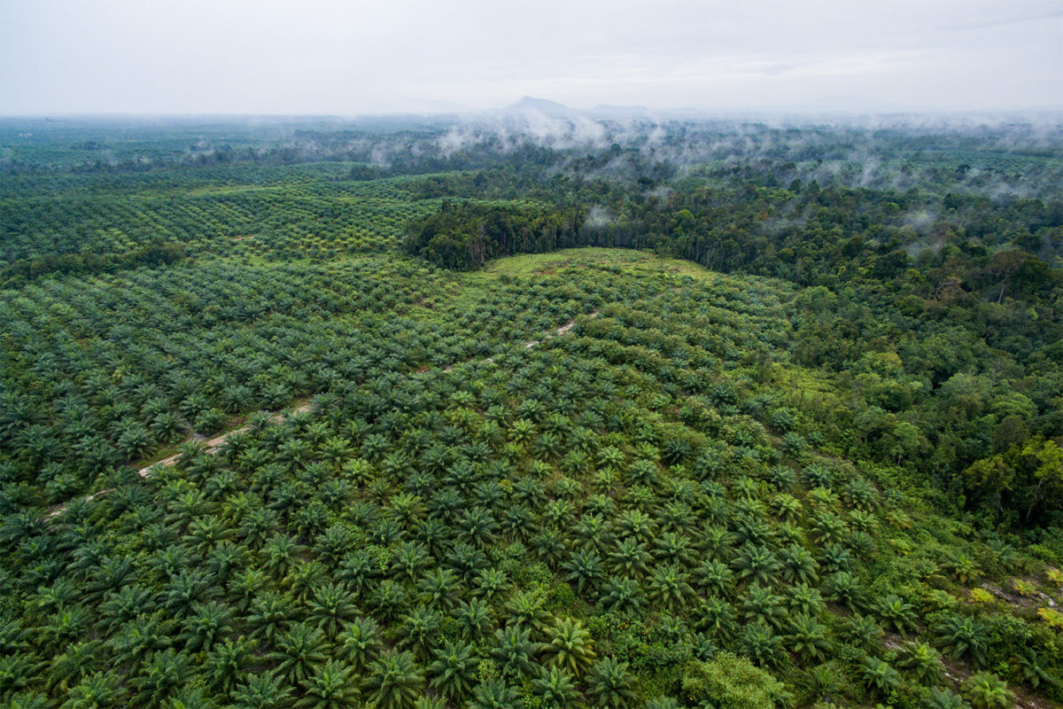 Perkebunan sawit di Kalimantan Barat. Deforestasi yang terkait dengan produksi minyak sawit agak melambat dalam beberapa tahun terakhir. Foto: Nanang Sujana/CIFOR melalui Flickr (CC BY-NC-ND 2.0).