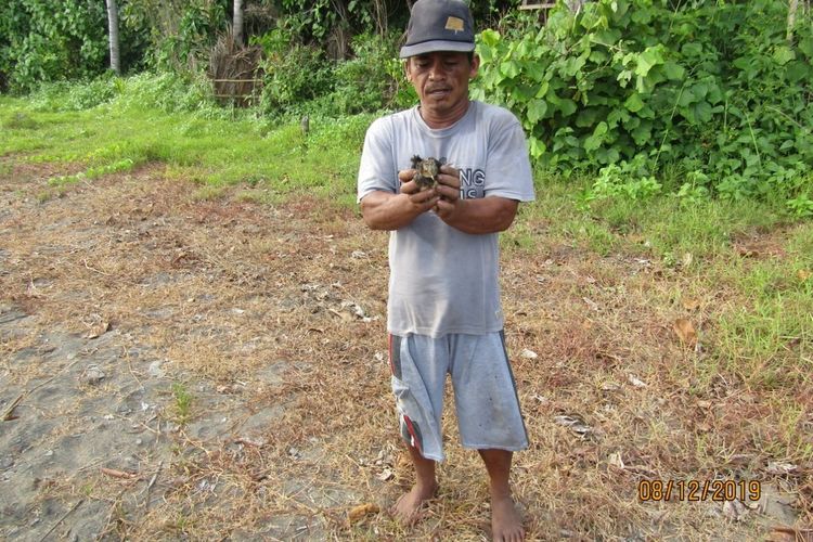 Hanapi, warga Mataindo memperlihatkan anak maleo yang akan dilepas di Tanjung Binerean, Kabupaten Bolaang Mongondow Selatan. Dearah ini merupakan satu-satunya pantai yang menjadi habitat maleo di pesisir selatan dan tenggara Sulawesi Utara.(KOMPAS.COM/YAKOB BOTUTIHE)
