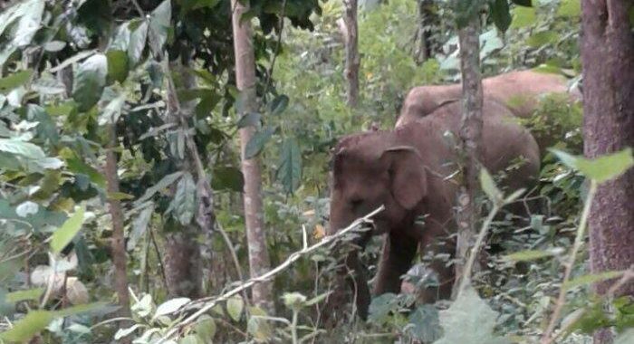 Pemasangan GPS Collar untuk Gajah di Lampung Barat Segera Terealisasi