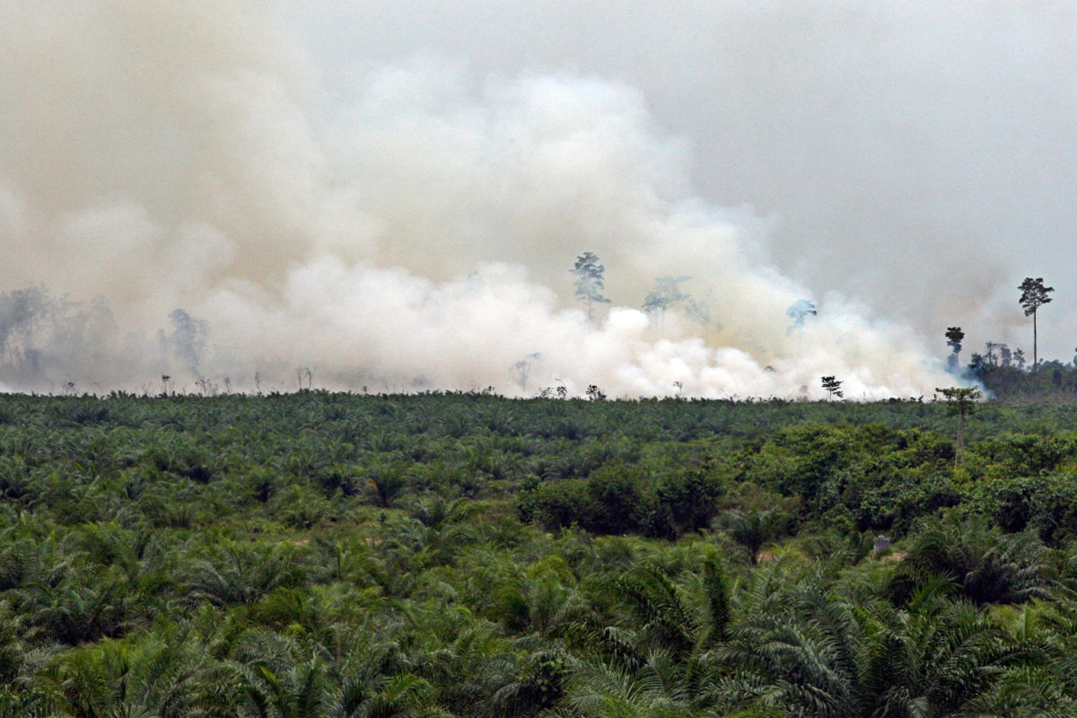Asap yang diduga dari api yang digunakan untuk pembukaan lahan, di perkebunan sawit di rawa gambut di Aceh, Indonesia (2012). Gambar oleh Dita Alangkara/CIFOR via Flickr (CC BY-NC-ND 2.0).
