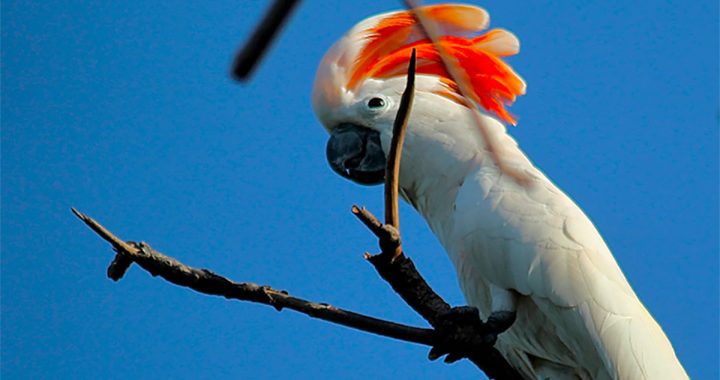 Survei: Burung Liar dari Indonesia Banyak Dijual Online di Filipina