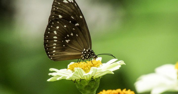 Kupu-kupu dan Peran Penting Sains Warga dalam Konservasi